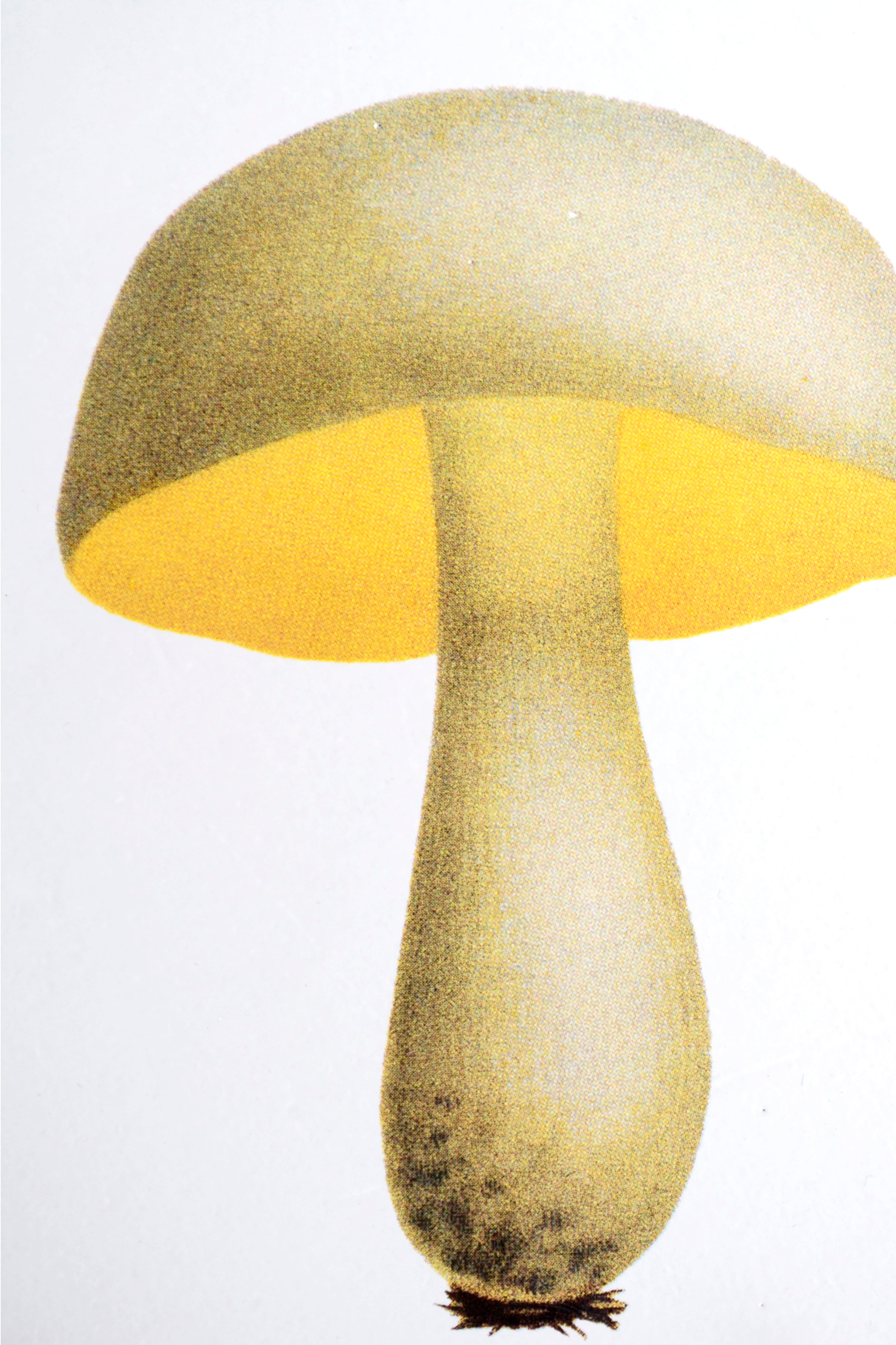 Plato pequeño boletus amarillo