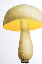 Plato pequeño boletus amarillo